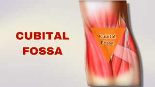 Cubital Fossa Explained Anatomy Boundaries Contents  Doctor Speaks [upl. by Etnoved728]