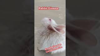 Encephalitozooan Cuniculi Infection in Rabbit [upl. by Johannessen53]