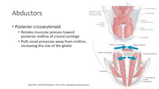 CSD3084 Laryngeal Muscles [upl. by Hnaht]