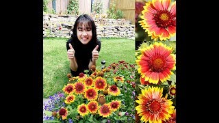 Fun Garden Blooms  Gaillardia Arizona Sun [upl. by Reisfield759]