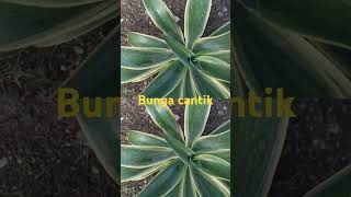 Bunga Agave cantikreviewtanaman rosakapan [upl. by Behnken]