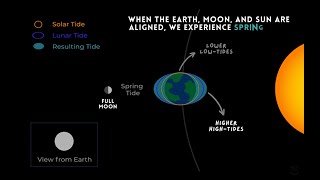 How Do Ocean Tides Form [upl. by Nymassej]