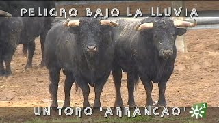 Toros de Manuel Caro enfadados y arrancaos peligro bajo la lluvia  Toros desde Andalucía [upl. by Gnoix358]