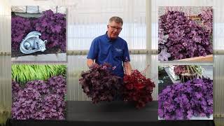 TERRA NOVA® Nurseries Inc  Heuchera FOREVER® Collection [upl. by Ecirual]