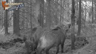 En dag med vildsvinen 20240909 Trail Cam [upl. by Noevart]