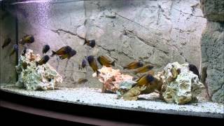 Tropheus Ilangi Yellow HDMovie [upl. by Olga]