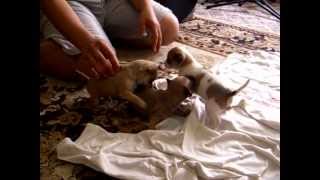 4 weeks old chiweenie puppies [upl. by Donnenfeld]