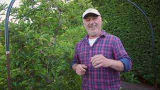 Tips to control codling moth and protect your fruit trees [upl. by Bancroft]