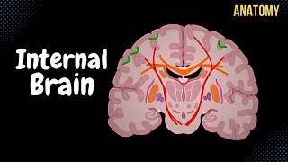 Internal Cerebrum Association Commissural Projection Fibers Basal Ganglion [upl. by Nuris]