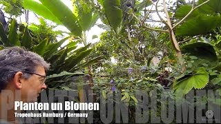 Planten un Blomen  Tropenhaus Hamburg [upl. by Sidran793]