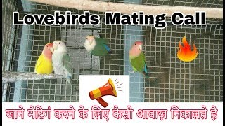 Lovebirds mating call in hindiurdu Uttaranchalbirds [upl. by Innek506]