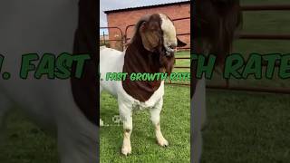 boer goat breed full information [upl. by Caputto]