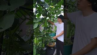 Natural beauty home garden vegetable collection shots youtubeshorts [upl. by Galan432]