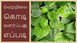 வெற்றிலை கொடி வளர்ப்பது எப்படி  How to Grow betel Leaf in tamil [upl. by Lacym]