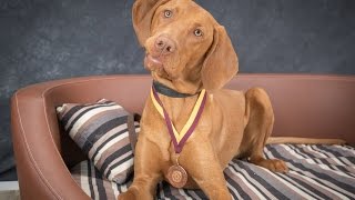 Oscar  Hungarian Vizsla  2 Weeks Residential Dog Training [upl. by Arman495]