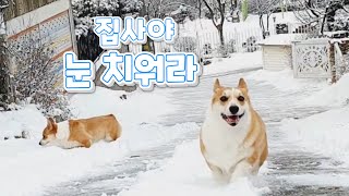 눈 위에 삼코기 아니 삼식빵 집사는 눈치우기 ㅜㅜ Snow Corgis [upl. by Storfer]