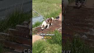 Clever Dogs Figure Out How to Get Across Cattle Guard 🐶 🙌 [upl. by Recor]