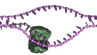 Homologydependent double strand break repair [upl. by Olmsted]