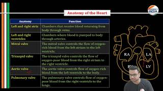 CARDIOVASCULAR SYSTEM  ANATOMY  PHYSIOLOGY  ONE SHOT VIDEO [upl. by Saree]