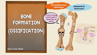 Ossification  Bone Formation  Histogenesis of Bone  Bone Histology  Embryology of the Skeleton [upl. by Roath]