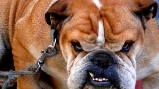 BULLDOGS BARKING  BULLDOGS HOWLING AND BARKING COMPILATION 2016 HD [upl. by Gnivre]