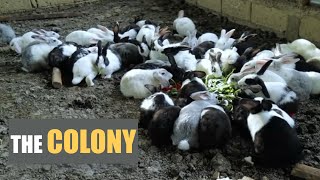 Ultimate Rabbit HutchCage Colony System for Happy Bunnies farming [upl. by Eikcid]