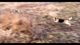 Skyviews Beagles Rabbit Hunting Northern WV Beagle Club FUn Run [upl. by Sivrep]