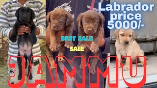 Labrador dog price in Jammu  sale sale  all dogs available  best price  5000 Starting 💯 [upl. by Seys852]