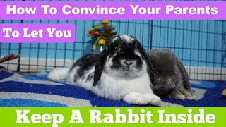 how to convince your parents to let you keep your bunny in your room [upl. by Arihsat]