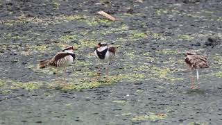 Black fronted Dotterel in territorial dispute [upl. by Eedyak]