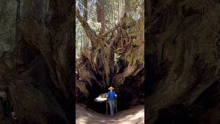 Walking Through a Hollow Sequoia Tree 🌲🏔️🇺🇸 hiking sequoianationalpark california [upl. by Boigie]