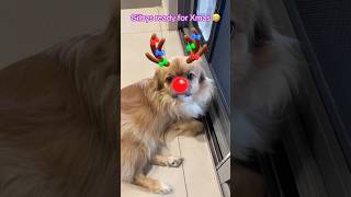 Gilby loves it he told me so 🎄🎁xmasfit tibbie christmas tibetanspaniel xmas [upl. by Nilla]