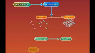 Fibrin Degradation animation video [upl. by Ennayt656]