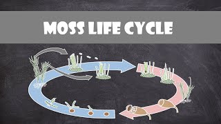 Moss Life Cycle Bryophyte  Plant Biology [upl. by Agueda]