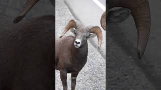 Big Horn Rams Butting Heads  Big Horn Sheep Head Butting [upl. by Lehcim]