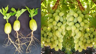 How to Grow a Seedless Green Grape Plant at Home Easy Method  SeedlessGrape Cultivation [upl. by Eislek]