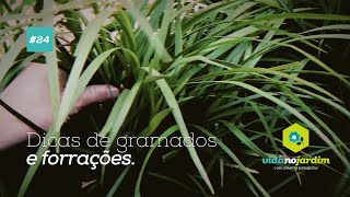 Dicas de gramados e forrações 24 [upl. by Keenan]