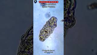 Where does tardigrades come fromshortsspaceindia [upl. by Akessej]