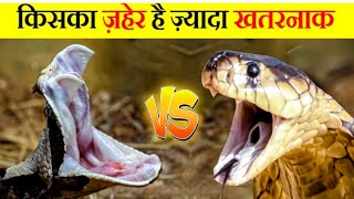 King Cobra vs Gaboon Viper🔥🐍 किसका ज़हेर है ज़्यादा ख़तरनाक  shorts [upl. by Elletsyrc]