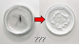 What happens if you put Water Striders in soapy water [upl. by Lombard599]