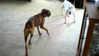 Bull Terrier vs Boxer [upl. by Analiese]