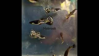 Yellow mosaic guppy fish freshwaterfish aquarium howtomakeguppyfishstrain bettafish fishing [upl. by Reg]