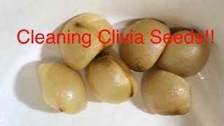 Cleaning your Clivia Seeds [upl. by Harobed]