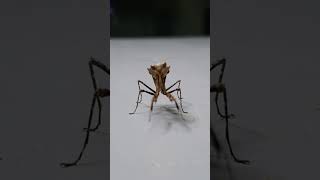 curious little bugger Malaysian dead leaf mantis Deroplatys desiccata [upl. by Saravat]