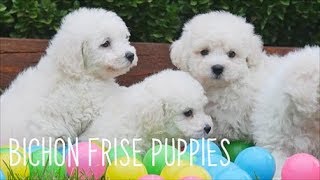 Bichon Frise Puppies [upl. by Storer190]