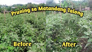 ANU ANG MGA ADVANTAGES SA PAGPRUNING NG SANGA NG MATANDANG TALONG [upl. by Tracee]