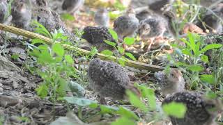 Bobwhite Quail  Sounds and Calls of Chicks and Juveniles [upl. by Anuahsal]