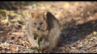 Quokkas of Rottnest Island WA [upl. by Anile]