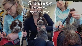 Grooming Lagotto puppies [upl. by Tegan]