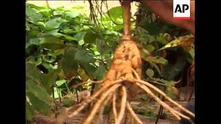 North Korean city takes pride in Ginseng plant [upl. by Drofyar326]